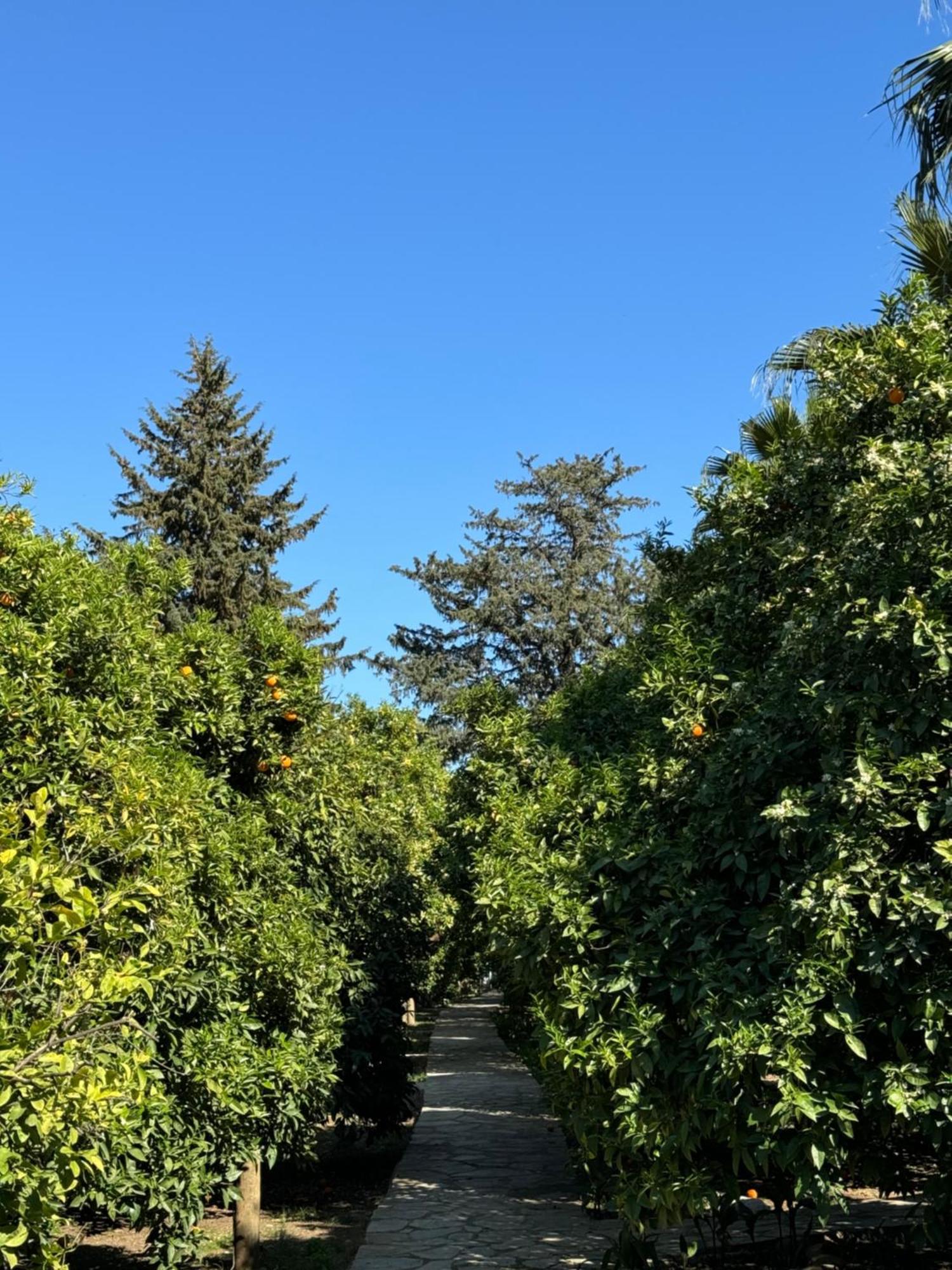 Hotel Yavuz Bungalow Çıralı Exterior foto