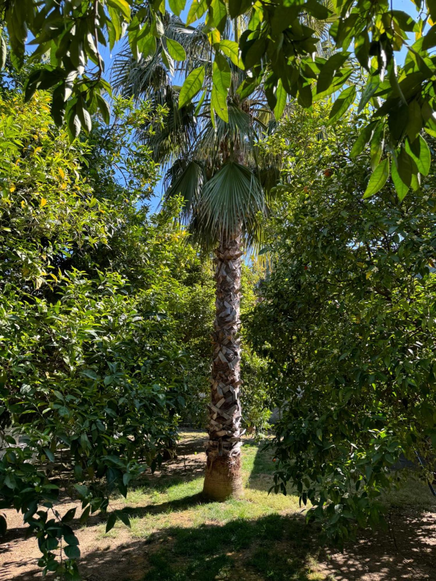 Hotel Yavuz Bungalow Çıralı Exterior foto