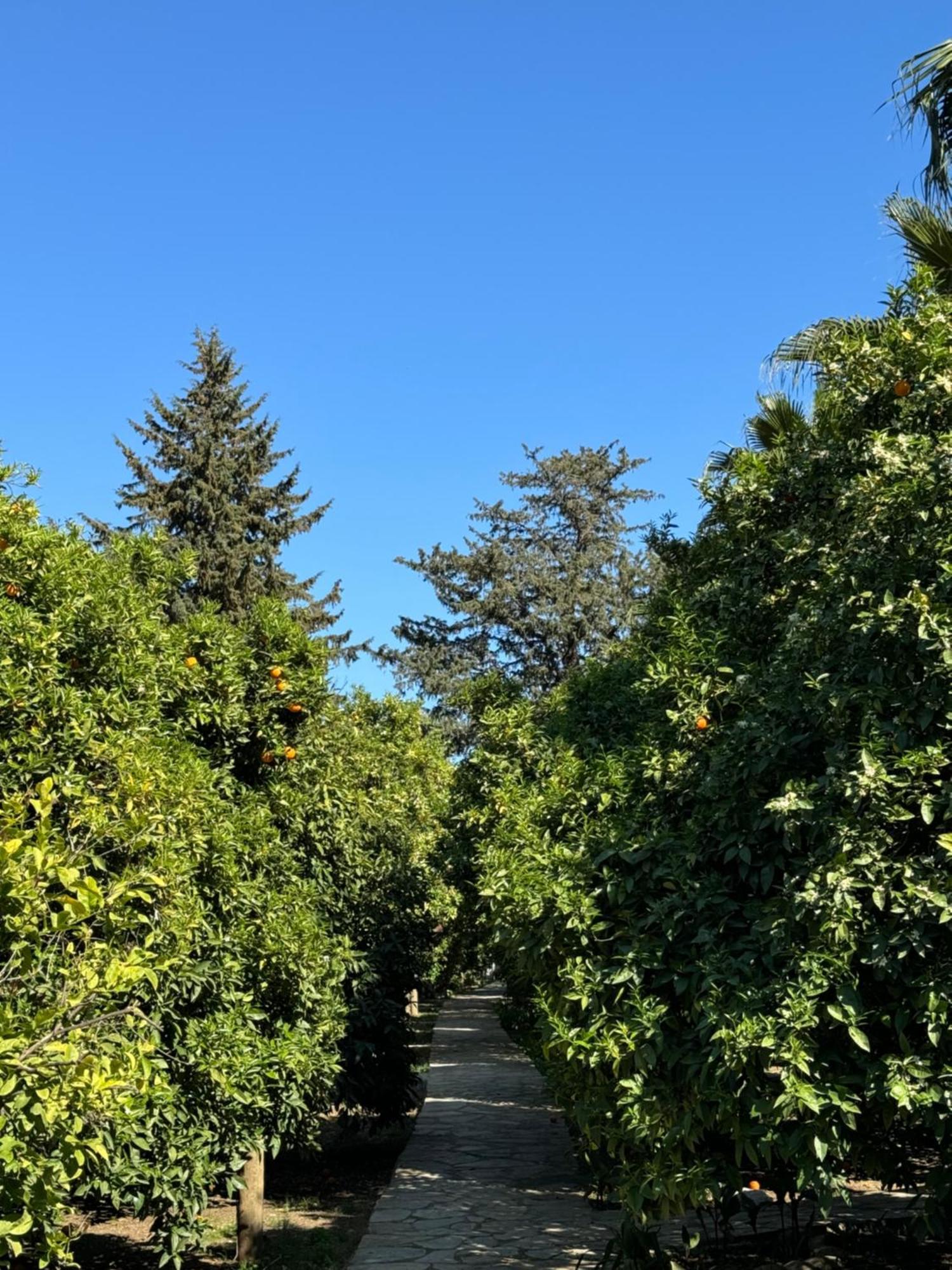 Hotel Yavuz Bungalow Çıralı Exterior foto